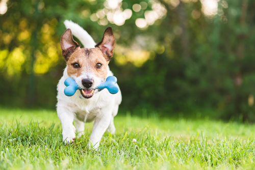 dog running in backyard with toy in mouth