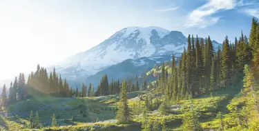 Mount Rainier with pine trees