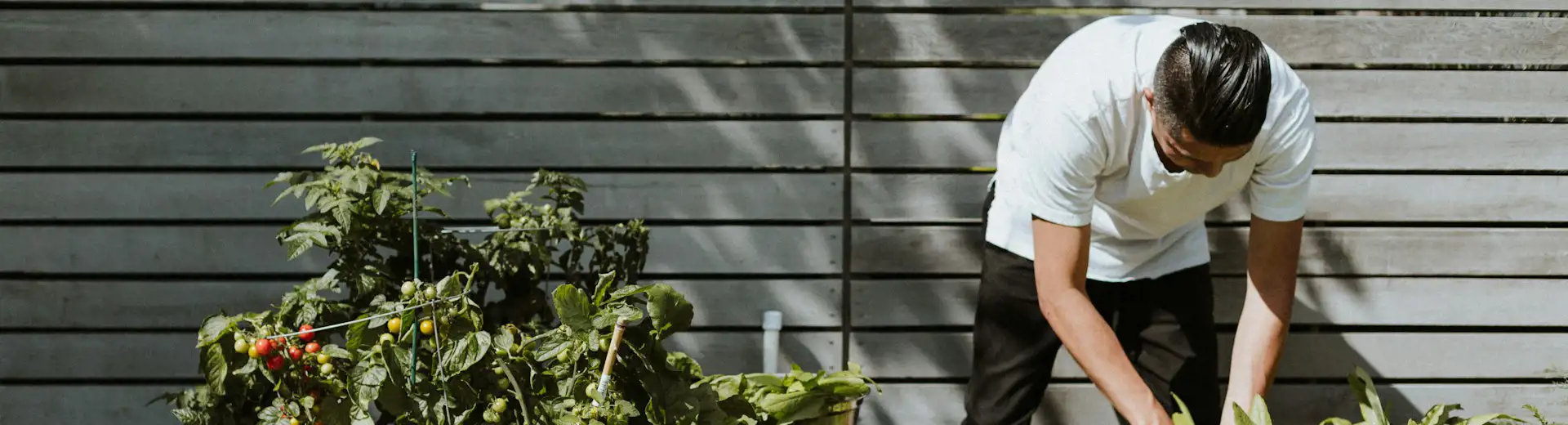 man taking care of plants in backyard