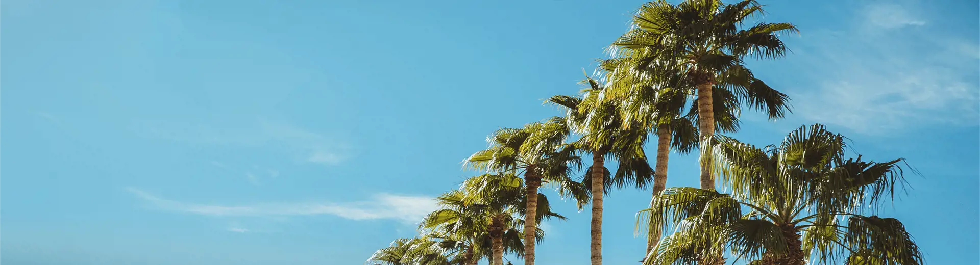 Image of group of palm trees with blue sky