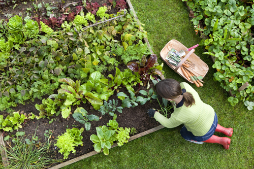 woman tending to vegetables in backyard raised garden bed
