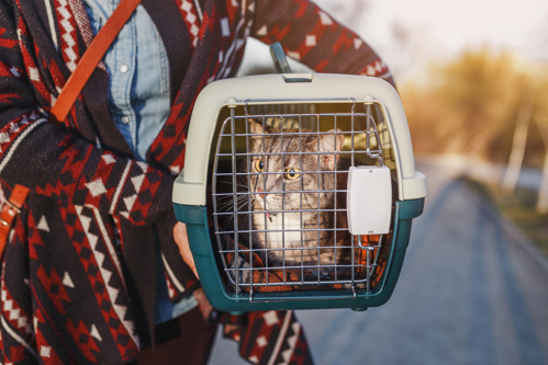 Chat dans sa cage de transport, prêt à embarquer en avion