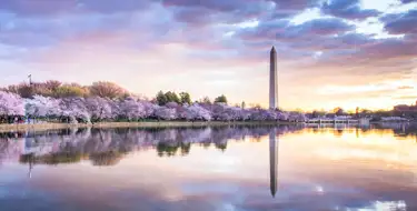 Image of cherry blossm trees in full bloom with Washington monument in background | SmartStop