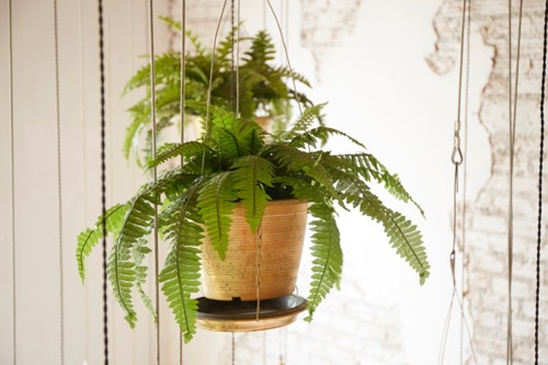 image of hanging plant