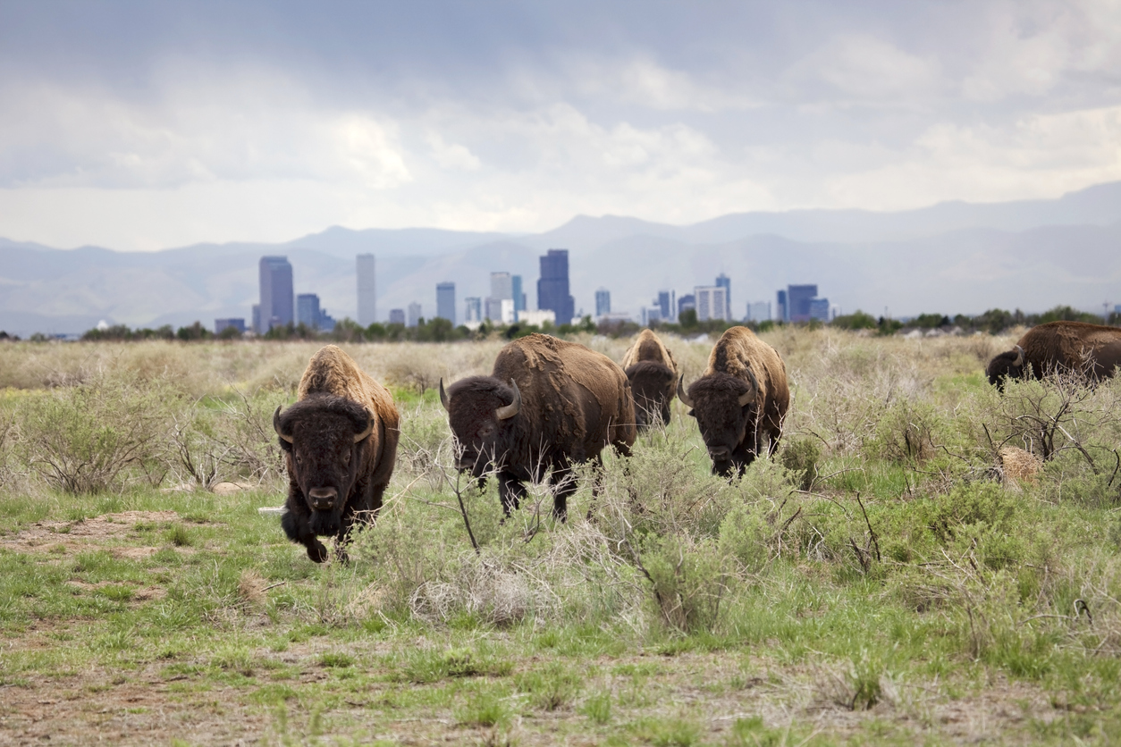 buffalo running along field in rocky mountain arsenal national wildlife refuge in denver