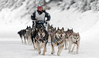Image d'un homme conduisant un attelage de chiens de traîneau dans la neige