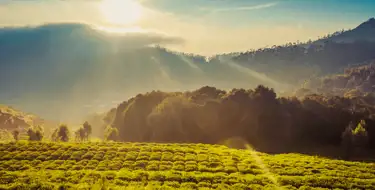 Image of green field surrounded by mountains at sunset
