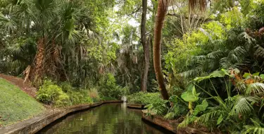 Image of lush florida trees along a stream