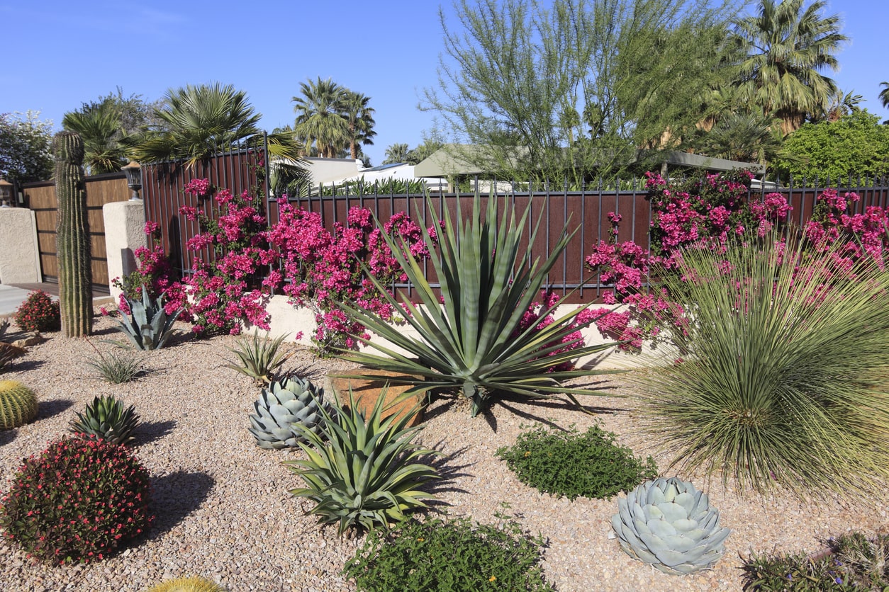 xeriscaped backyard with succulents and cacti