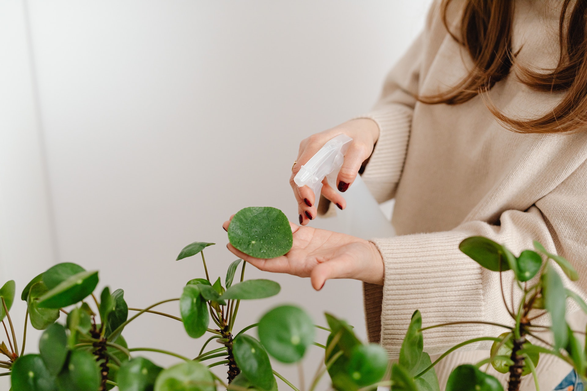 Femme brumisant une plante d'intérieur