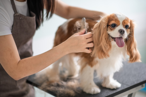 at home grooming table and station for dog