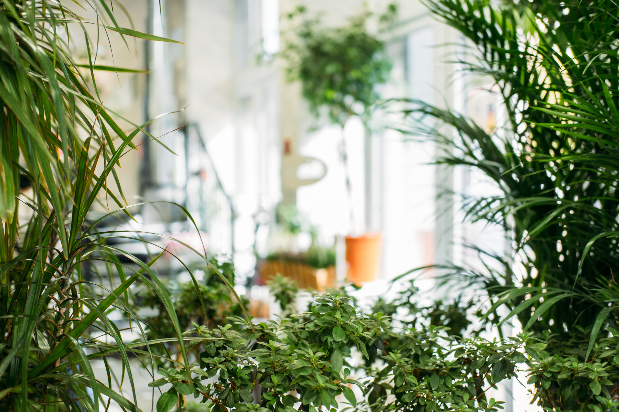 design d&#x27;int&#xE9;rieur biophilique plantes dans une maison