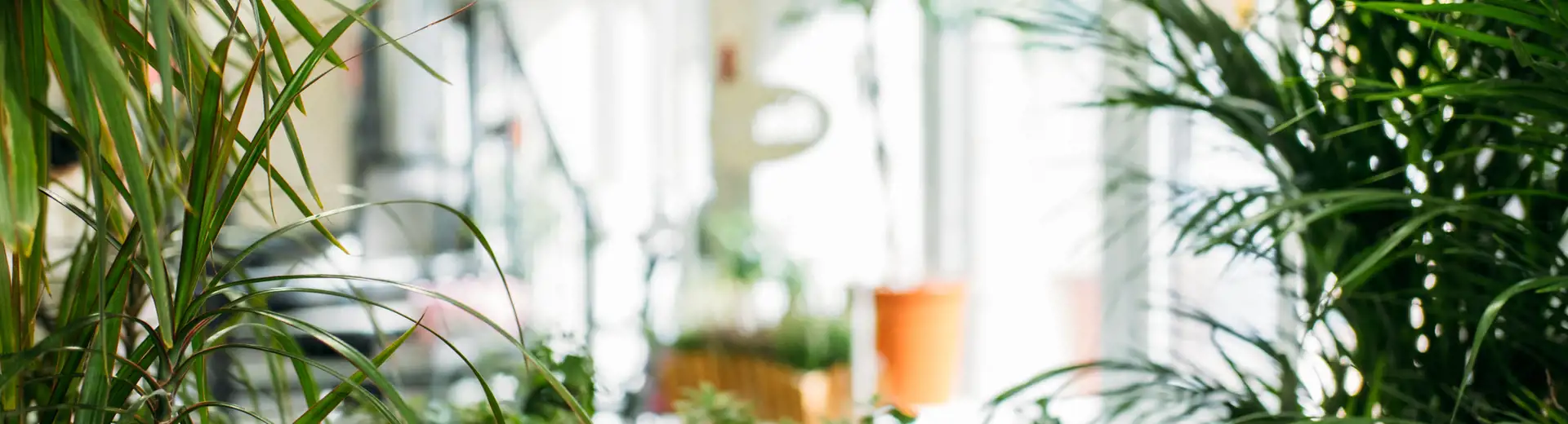 biophilic interior design plants in home