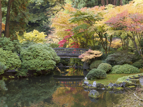 oot bridge and fall foliage in japanese garden in portland oregon