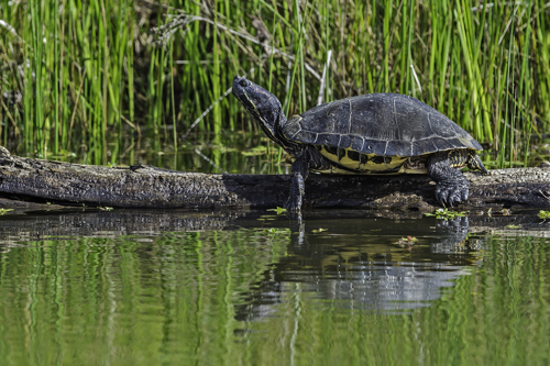 wild turtle at cosumnes river preswild turtle at cosumnes river preserve in sacramento californiaerve in sacramento california