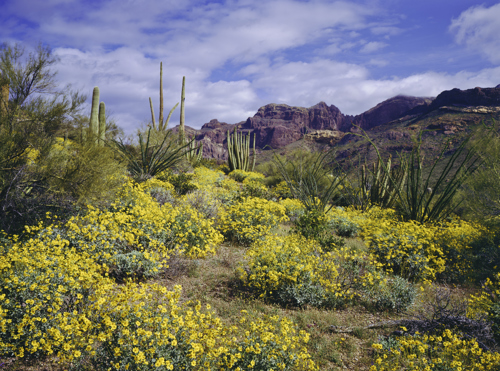 shot of wildflowers and flora in tonto natural bridge state park in pine arizona