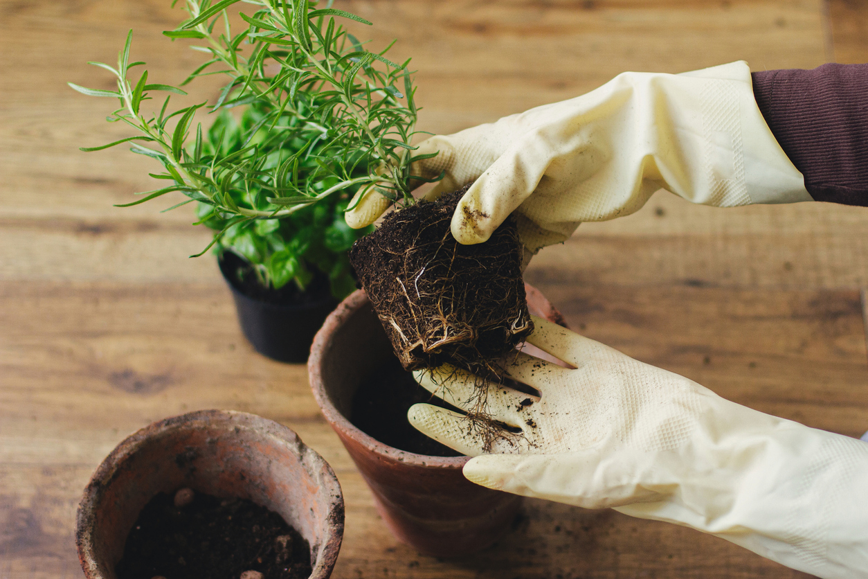 person with gardening gloves repotting a small plant