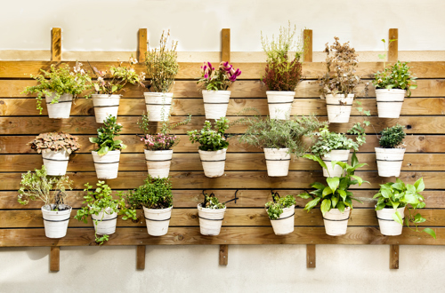 vertical garden wall with rows of potted plants mounted on wooden slats